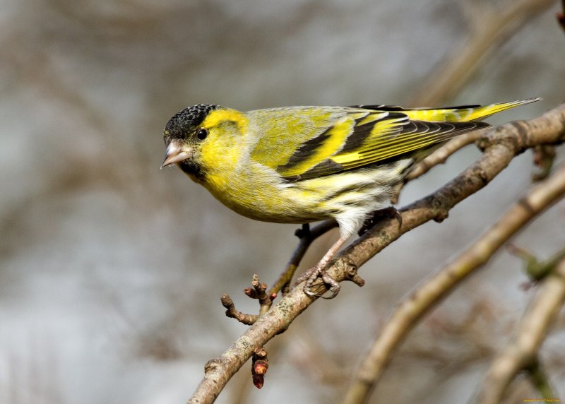 Чижик Siskin пыжик Мем