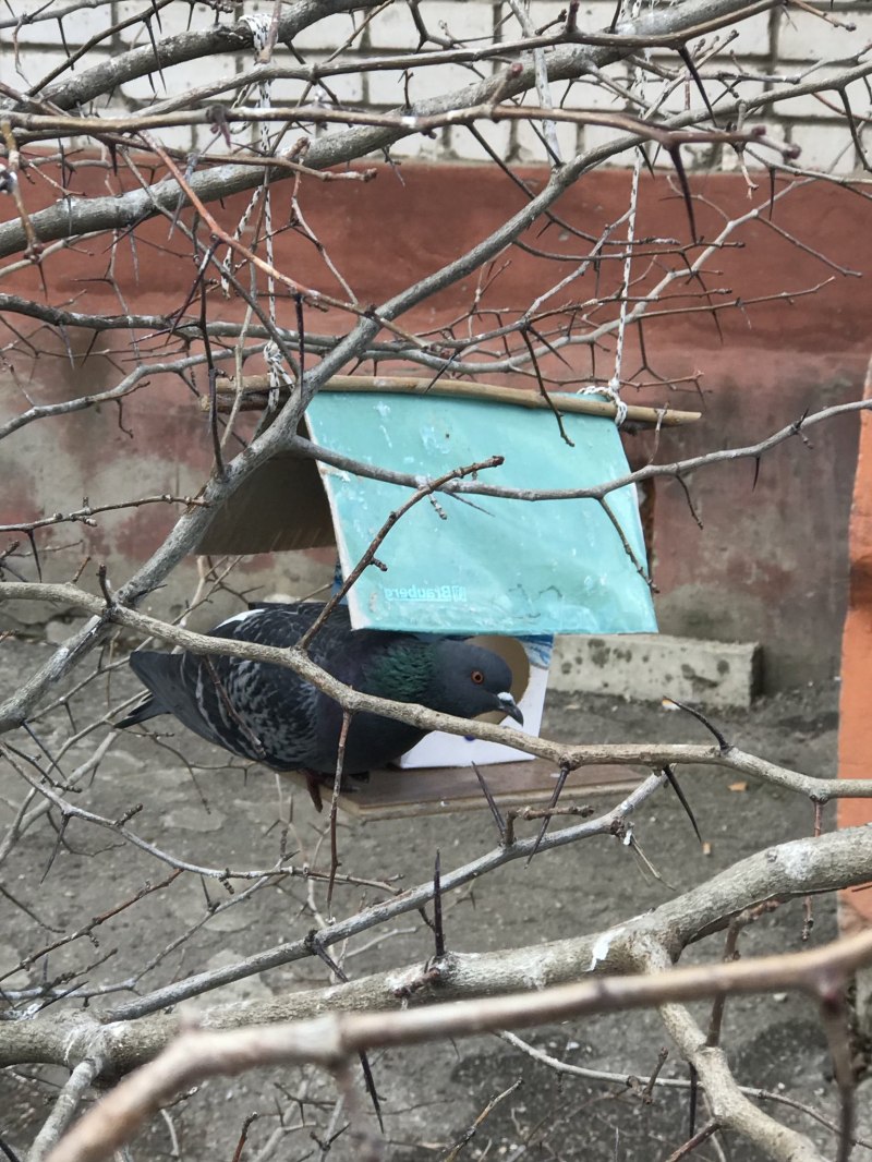 Кормушка "синичка"