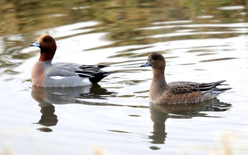 Большой крохаль Mergus Merganser