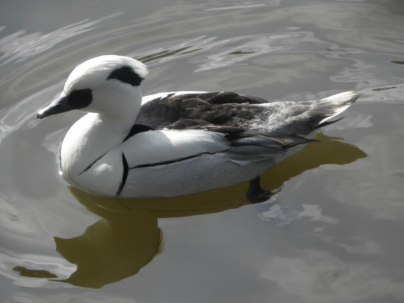 Mergellus albellus