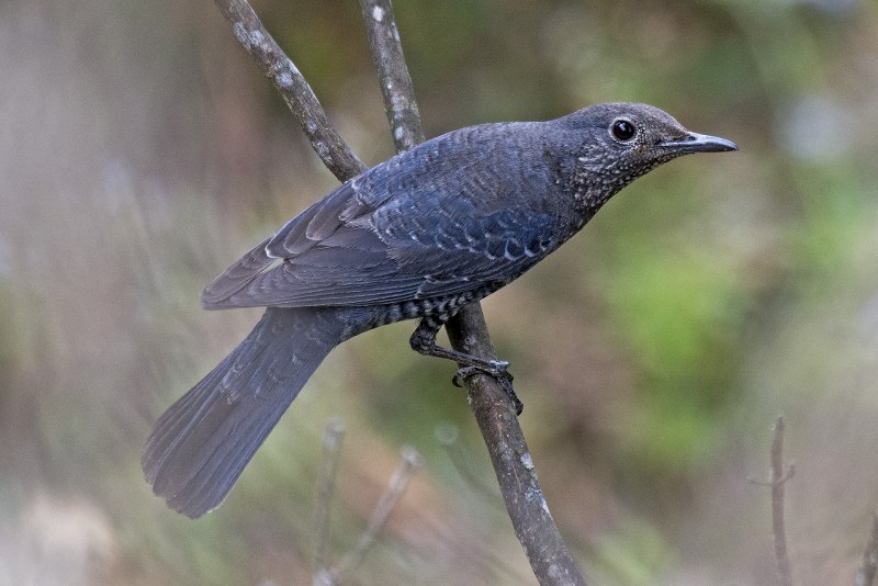 Monticola solitarius