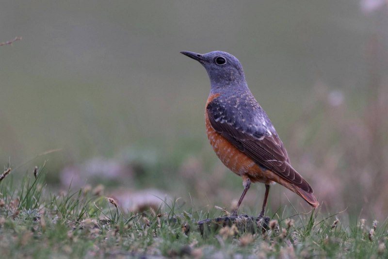 Turdus Merula