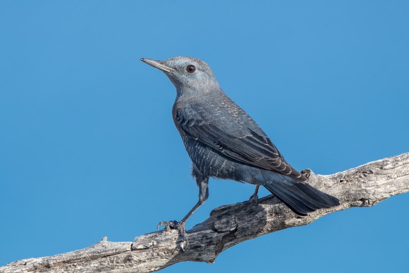 Синий каменный Дрозд monticola solitarius
