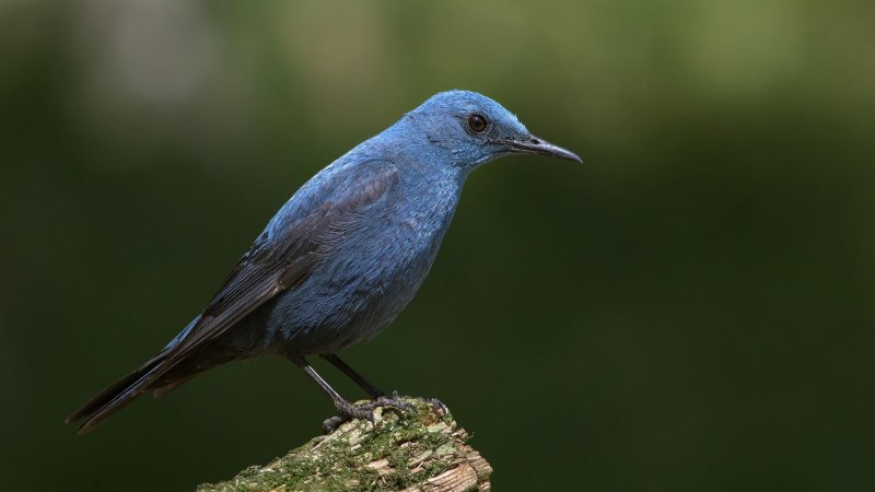 Monticola solitarius
