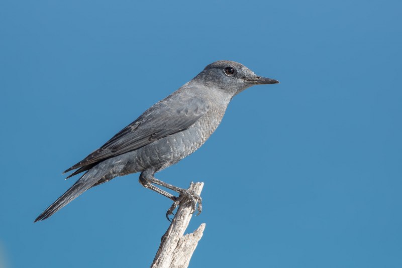 Синий каменный Дрозд monticola solitarius