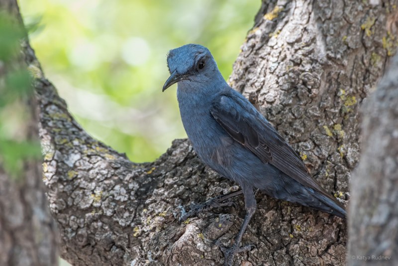 Monticola solitarius