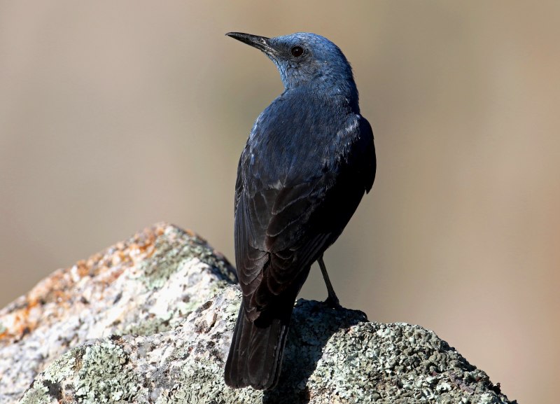 Синий каменный Дрозд monticola solitarius
