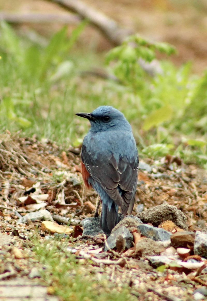 Monticola solitarius