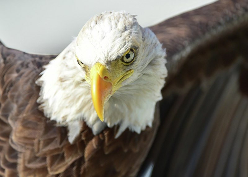Eagle in far