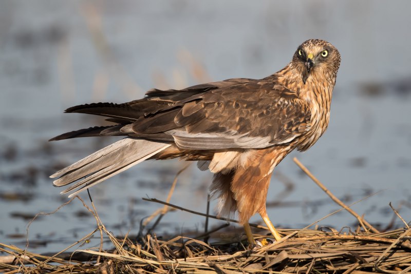 Лунь болотный (Circus aeruginosus)