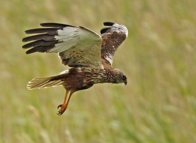 Лунь болотный (Circus aeruginosus)
