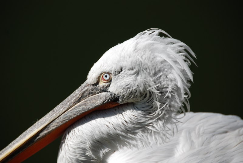 Pelecanus thagus