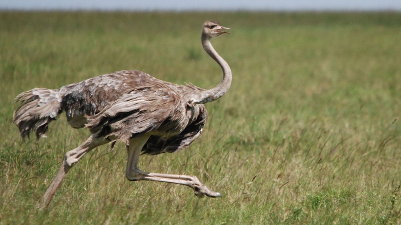 Ostrich Runner