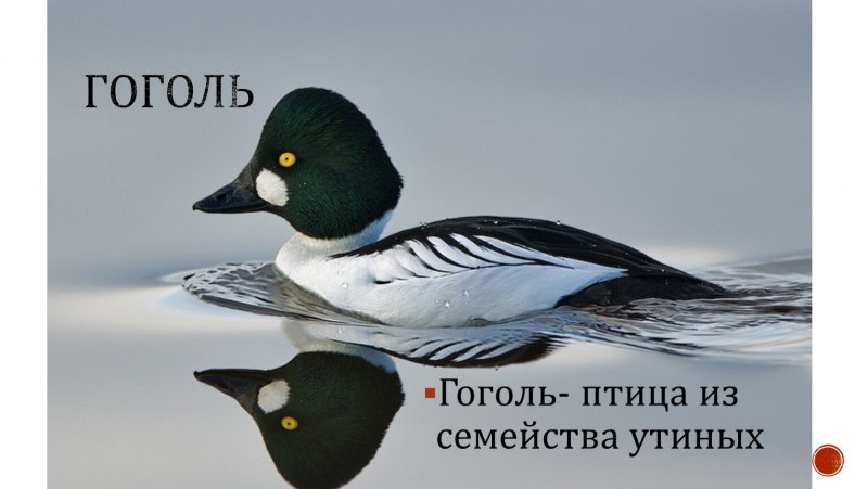 Барроу птица