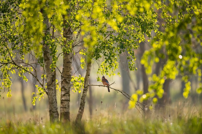 Весенний лес