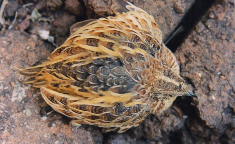 Pedionomus torquatus
