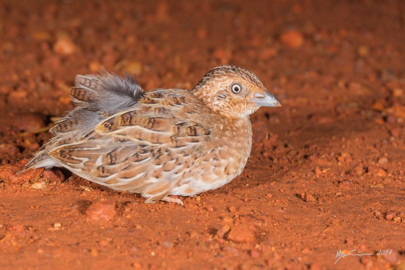 Turnix maculosus