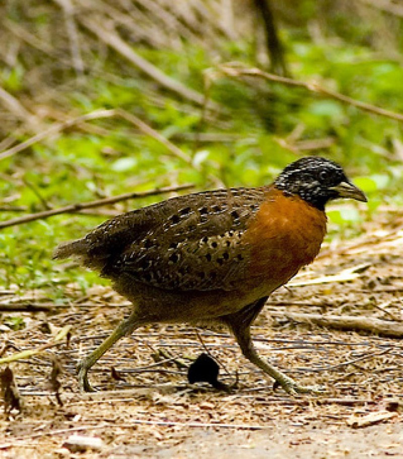 Turnix sylvaticus
