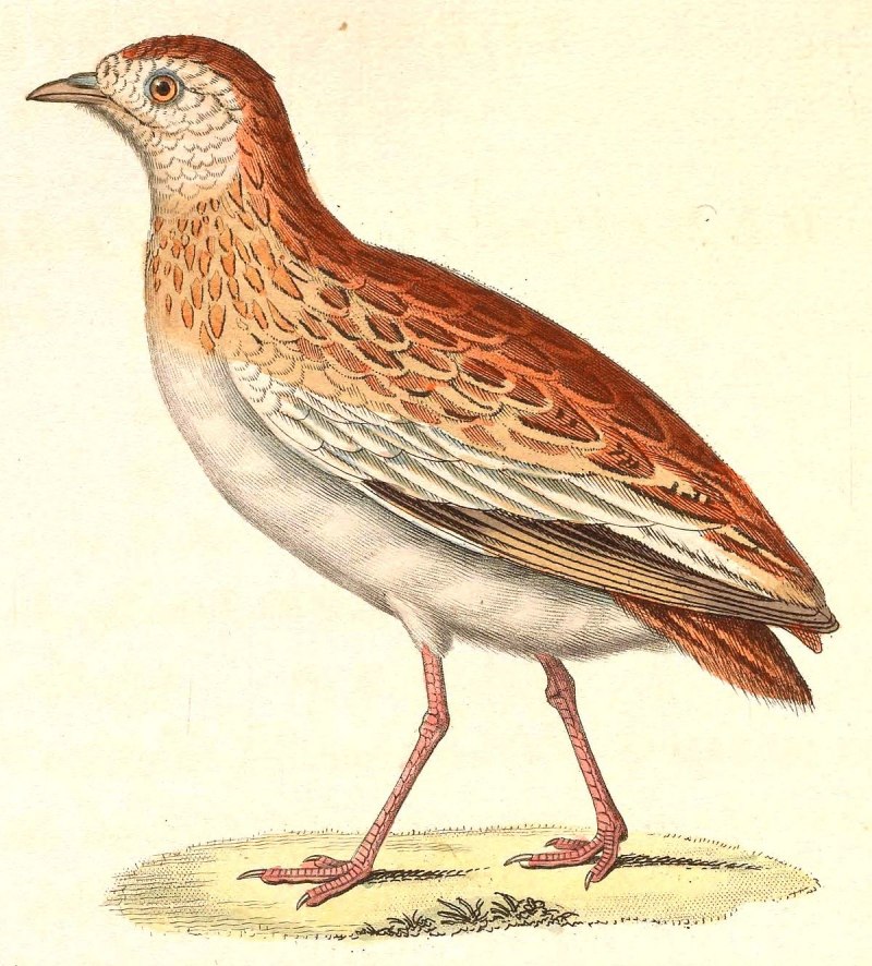 Turnix maculosus