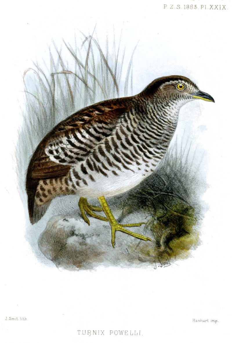 Turnix sylvaticus