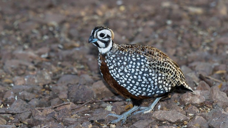 Callipepla gambelii