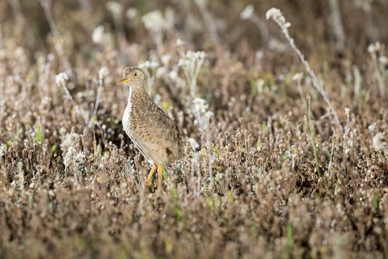 Quail Maze