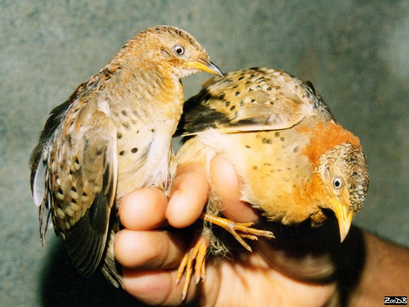 Turnix sylvaticus