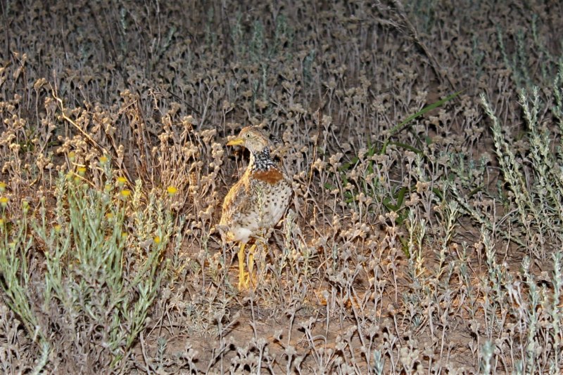 Spot-backed Antshrike