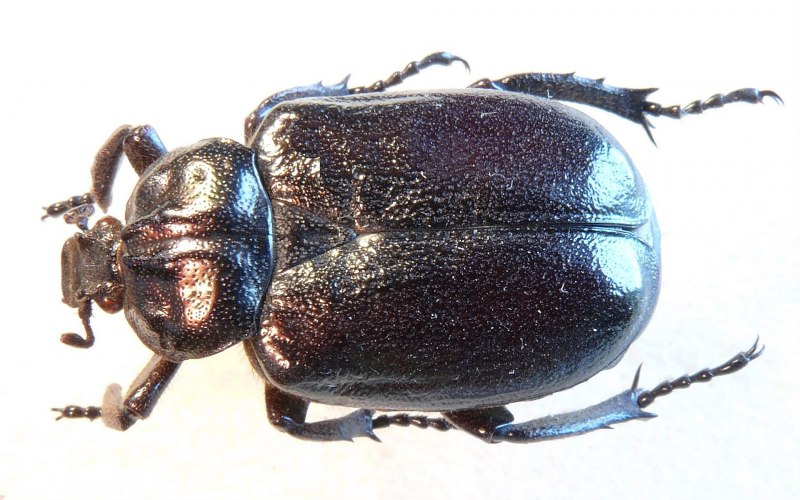 Омиас бородавчатый omias verruca (Steven, 1829)