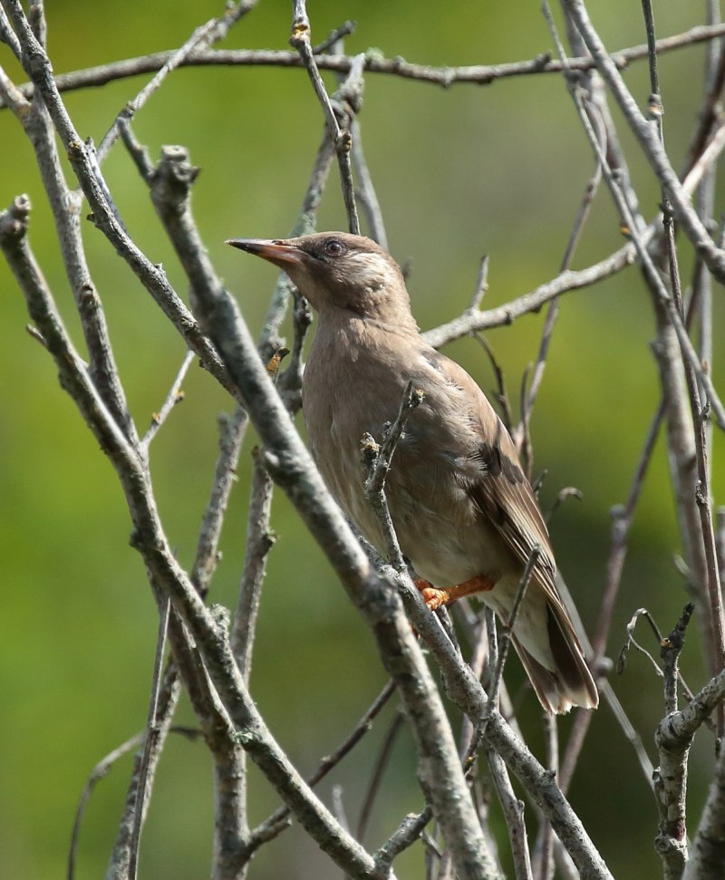 Sturnus cineraceus