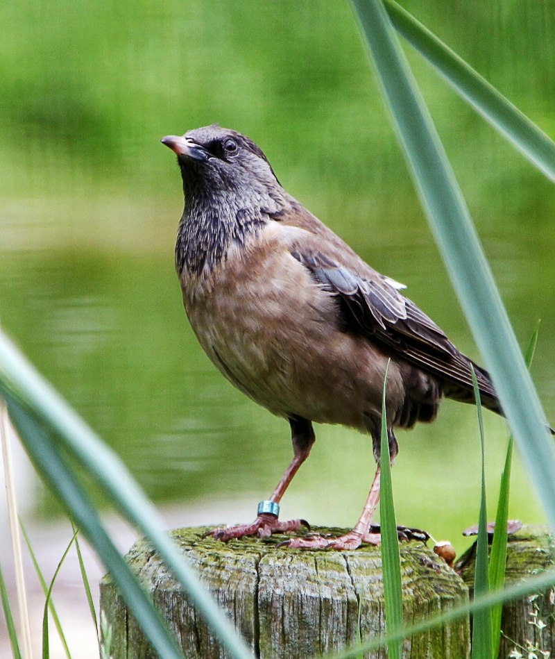 Sturnus vulgaris Bronze Figure