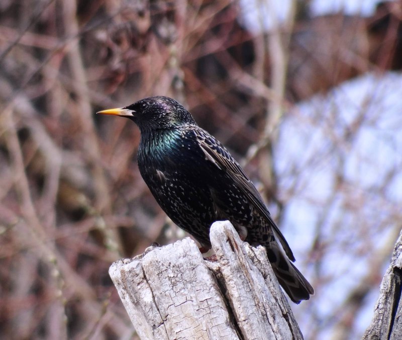 Sturnus vulgaris