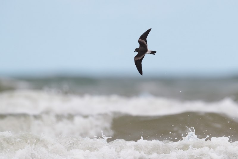 Stormy Petrel