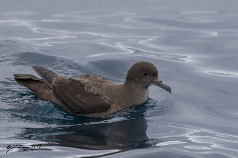 Новозеландская качурка Oceanites maorianus