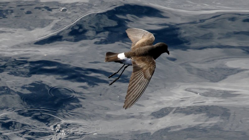 Качурка Oceanodroma leucorhoa
