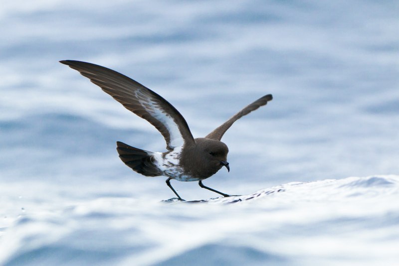 White bellied Storm Petrel