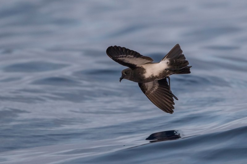 Stormy Petrel