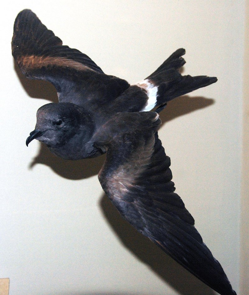 Tristram Storm Petrel