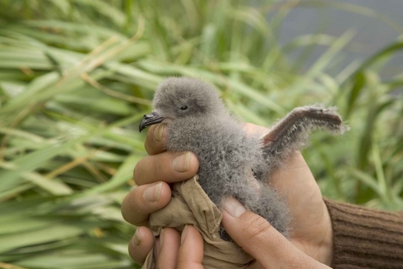 Stormy Petrel