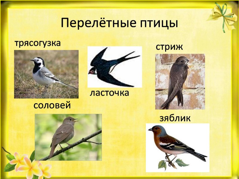 Перелетные птицы