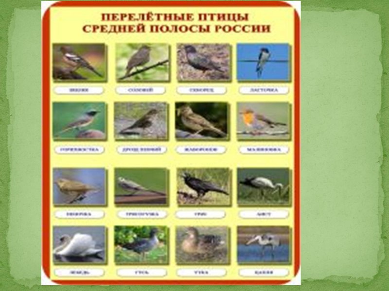 Перелетные и зимующие птицы
