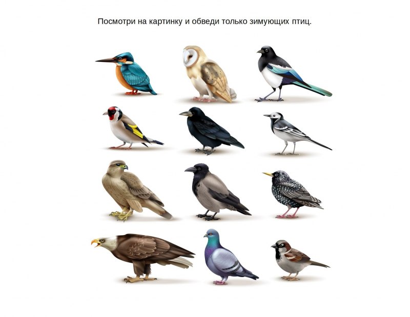 Птицы для дошкольников
