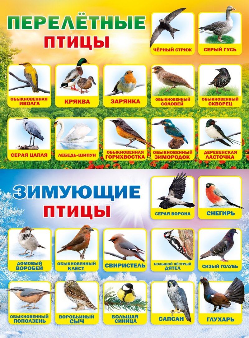 Перелетные и зимующие птицы России