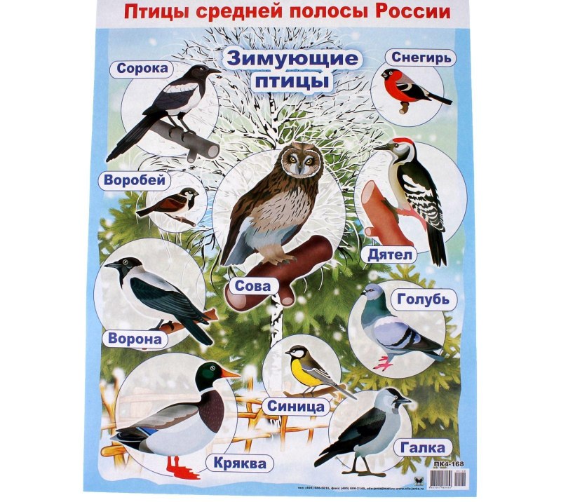 Плакат. Зимующие птицы.