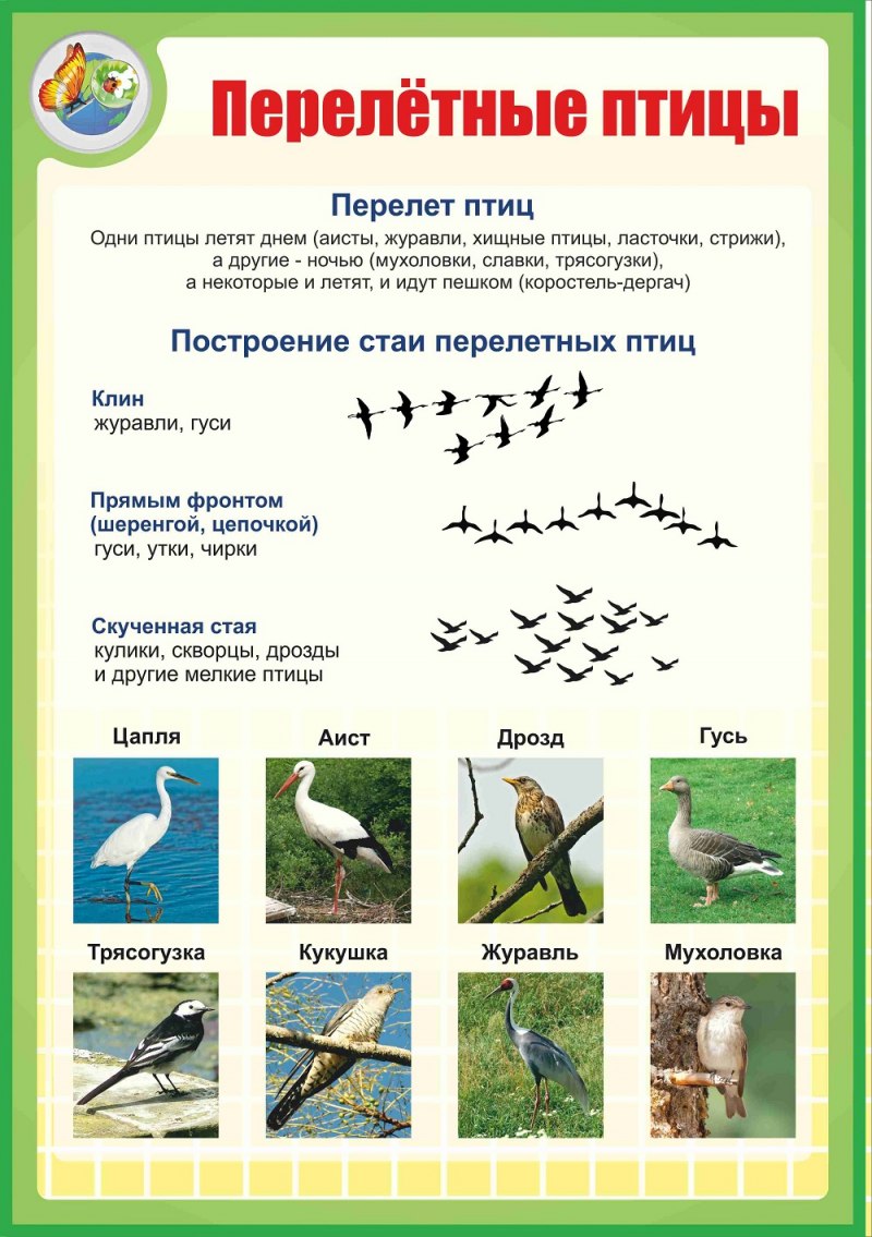 Стенд перелетные птицы