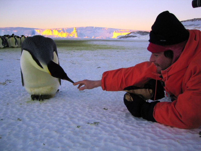 Penguins near the Sunset