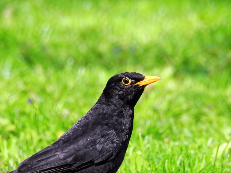Blackbird птица черный Дрозд