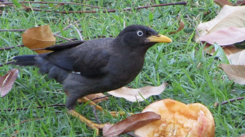 (Turdus simillimus)
