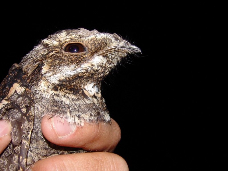 Козодоевые 197. Обыкновенный козодой (Caprimulgus europaeus)
