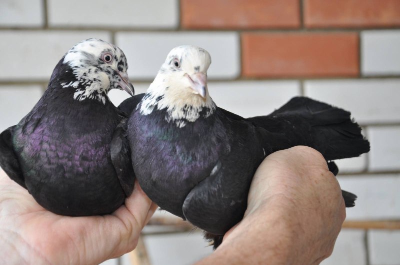 Широкохвостых голубей (40 фото)